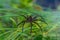 Close up of a large female raft spider guarding her nest