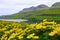 CLOSE UP: Large fields of yellow blossoming flowers surround the beautiful fjord