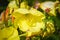 Close up of a Large Flowered Evening Primrose wildflower