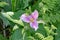 Close-up of a Large-Flowering Trillium - 3