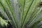 Close up of large fronds on a fern plant in a tropical rain forest