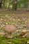 close up of large fungi