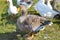 Close-up of a large gray goose. Poultry