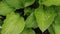 Close-up of large green hosta leaves. Water droplets are visible on the leaves. Camera movement from bottom to top