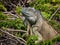 Close up of a large green Iguana climbing a bush