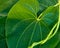 Close-up of large Green Ivy leaf and ivy vines