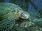 Close up of a large green turtle resting on a ship wreck, Oahu