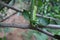 Close up of a large green worm perched on a lime tree.