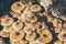 Close-up of large group of mushrooms on tree trunk.