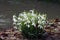 Close up of a large group of Snowdrops, Galanthus nivalis