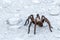 A close up of a large hairy Taranchula Spider