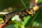 Close up of a large  hawk moth caterpillar