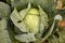 Close-up of a large head of white cabbage.