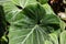 Close up of large, heart shaped Philodendron gloriosum leaves with water droplets on a sunny day