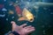 Close-up, a large koi come up and breathe on the surface of the water. The water in the koi pond is full of fondue, not clean