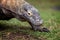 Close up of a large Komodo Dragon prowling