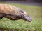 Close up of a large Komodo Dragon prowling