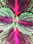 close up of large miana leaf background