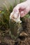 A close up of a large mouth bass fish