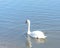 Close-up a large Mute Swan swimming at urban park in Carrollton, Texas, US