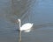 Close-up a large Mute Swan swimming at urban park in Carrollton, Texas, US