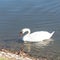 Close-up a large Mute Swan swimming at urban park in Carrollton, Texas, US