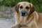 Close-up of a large muzzle of a ginger dog. A beautiful young dog without a breed on the street