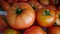 Close-up large natural field tomato,a bowlful of large and large natural tomatoes