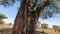 Close-up of a large old African Babobab tree. Green leaves, a huge trunk and powerful branches of an old tree.