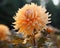 a close up of a large orange flower