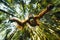 A close up of a large orange orangutan flying through the trees