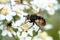 Close up of a large parasitic fly, sitting on a white flower