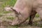 Close up of a large pig rooting in a green summer field