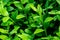 Close-up of large raindrop splashed in bright young green foliage of boxwood Buxus sempervirens as the perfect backdrop