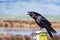 Close up of large raven perched on a metal post in south San Francisco bay area; blurred ponds and green hills visible in the