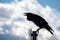 Close up of large raven perched on a metal post in south San Francisco bay area; white clouds and blue sky visible in the