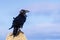 Close up of large raven perched on a rock on a windy day; clouds and blue sky visible in the background; Point Reyes, California