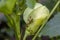 Close-up of large red and black ants feeding on the base of an okra flower