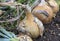 Close up of large ripe Onion `Ailsa Craig` growing in the earth in rows on allotment