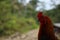 Close up of a large rooster with a dark red comb and loads of copyspace
