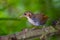 Close up of Large Scimitar Babbler