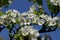 Close up of a large section Bartlett Pear Blossoms