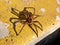 Close-up of the large semi-aquatic raft spider Dolomedes fimbriatus -dark brown with white and cream stripe along both sides on