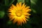 A close up of large single flower of Calendula officinalis, top view, dark green background