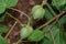 Close-up of large size cotton fruits or cotton bolls growing on planted crops in the field