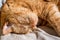 Close up of large, sleeping, orange cat
