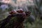 Close-up of a large snail crawling on rotten wood