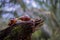 Close-up of a large snail crawling on rotten wood