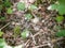 close up of large spider web with white fluff