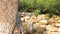 Close up large stones and boulders in parched river in jungle. Dry river bed with big rocks during drought season. Dry